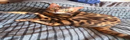 Bengal cats for sale: Silver Bengal - Advert 2