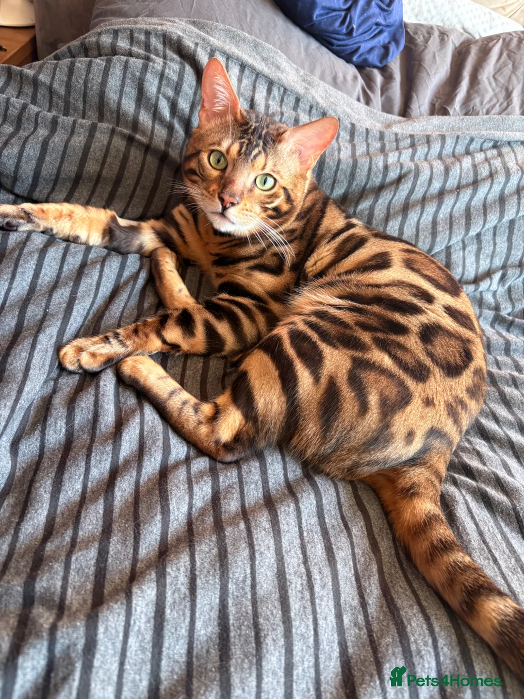 Bengal cats for sale: Silver Bengal - Advert 2