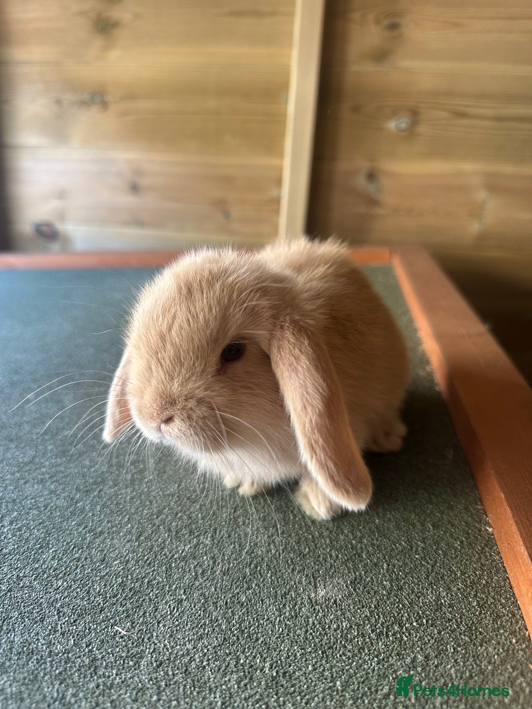 Mini Lop rabbits for sale: Sweet Baby Mini lops . - Image 4