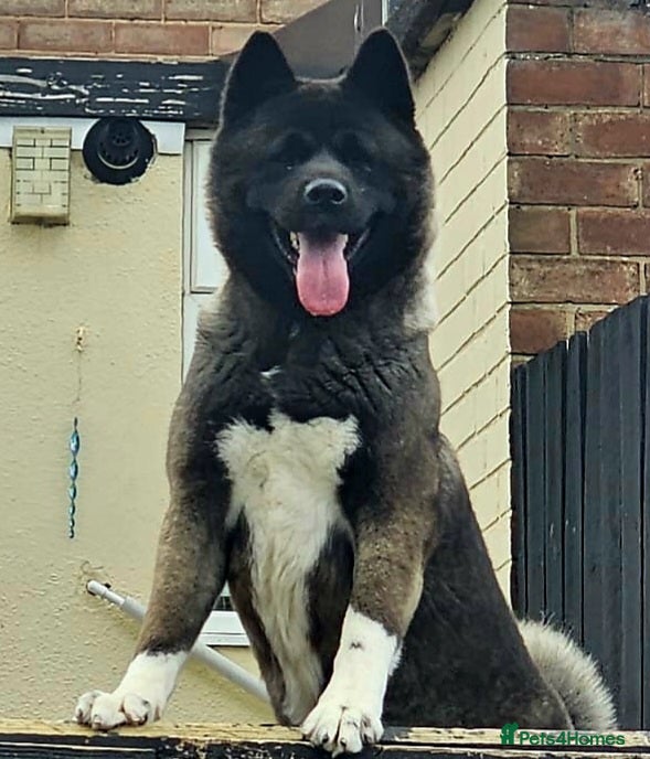 Akita dogs Akita pups READY  - Advert 6