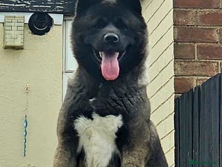 Akita dogs Long hair akita pups READY - Advert 1