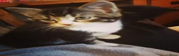 British Longhair cats for sale: Kittens  in Farnham - Advert 3