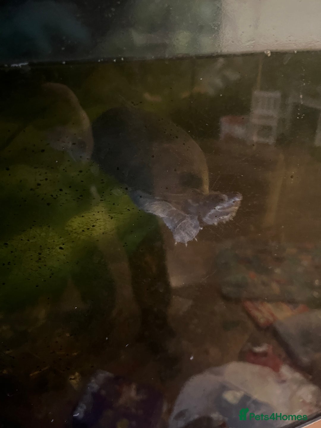 Terrapin reptiles for sale: FREE musk turtles (3) needing a new home  - Advert 2