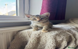 Mixed Breed cats for sale: 3 adorable kittens for sale  - Advert 6