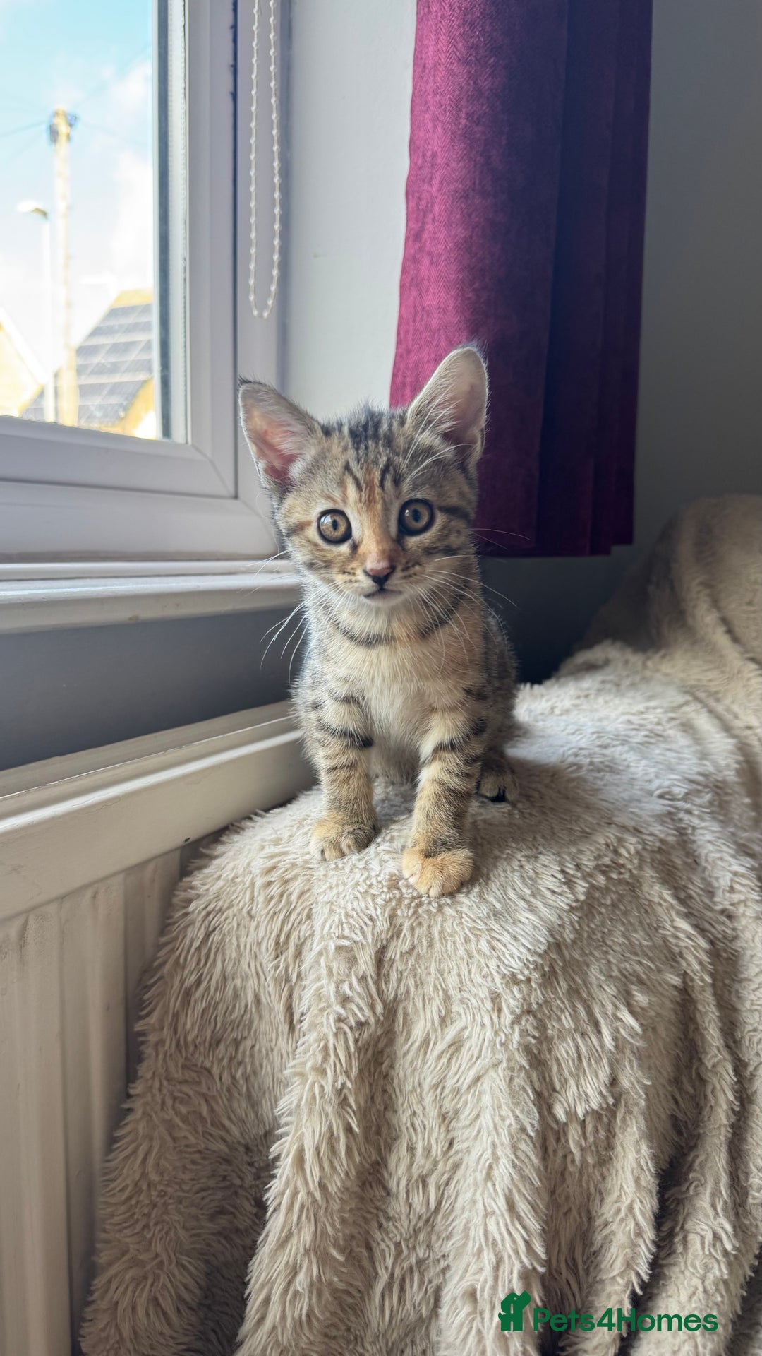 Mixed Breed cats for sale: 3 adorable kittens for sale  - Advert 6