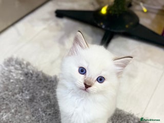 Ragdoll cats Beautiful Ragdoll Kittens for Sale – 2Boys&2Girls - Advert 3