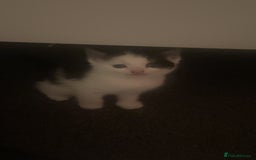 British Shorthair cats for sale: 2 male kittens remaining  - Image 7