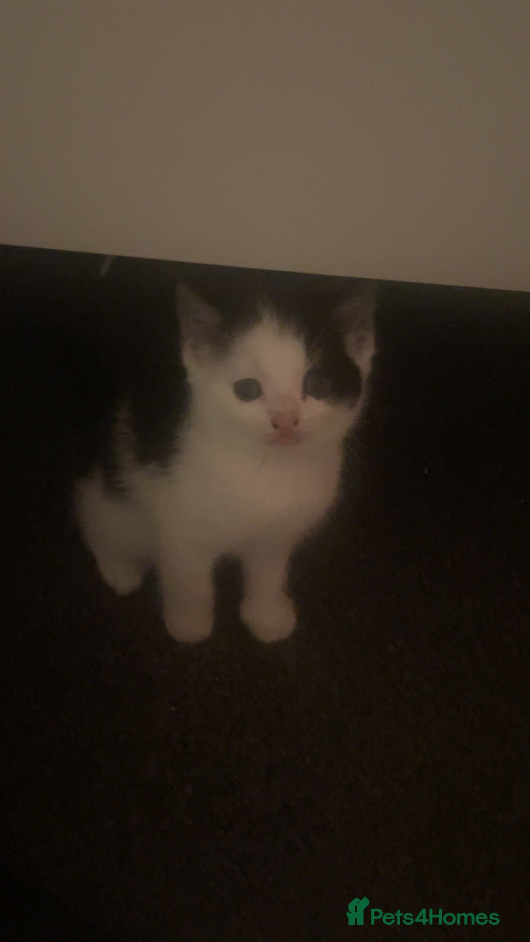 British Shorthair cats for sale: 2 male kittens remaining  - Image 7
