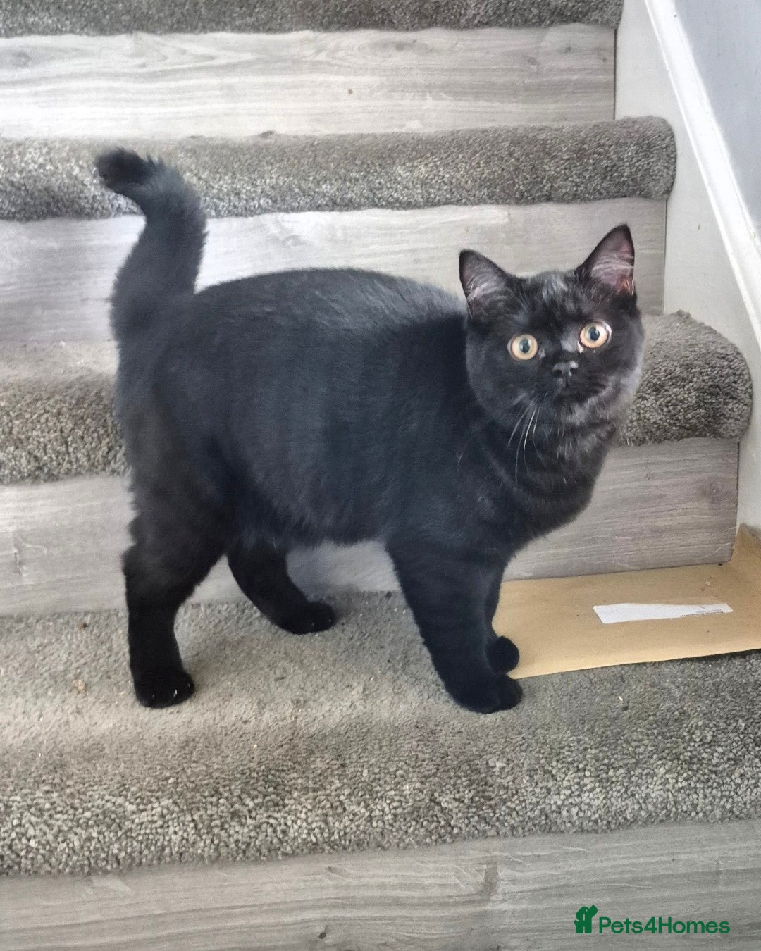 British Shorthair cats for sale: British Longhair Silver Boy & Black shorthair girl - Advert 1