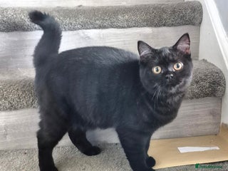 British Shorthair cats British Longhair Silver Boy & Black shorthair girl - Advert 5