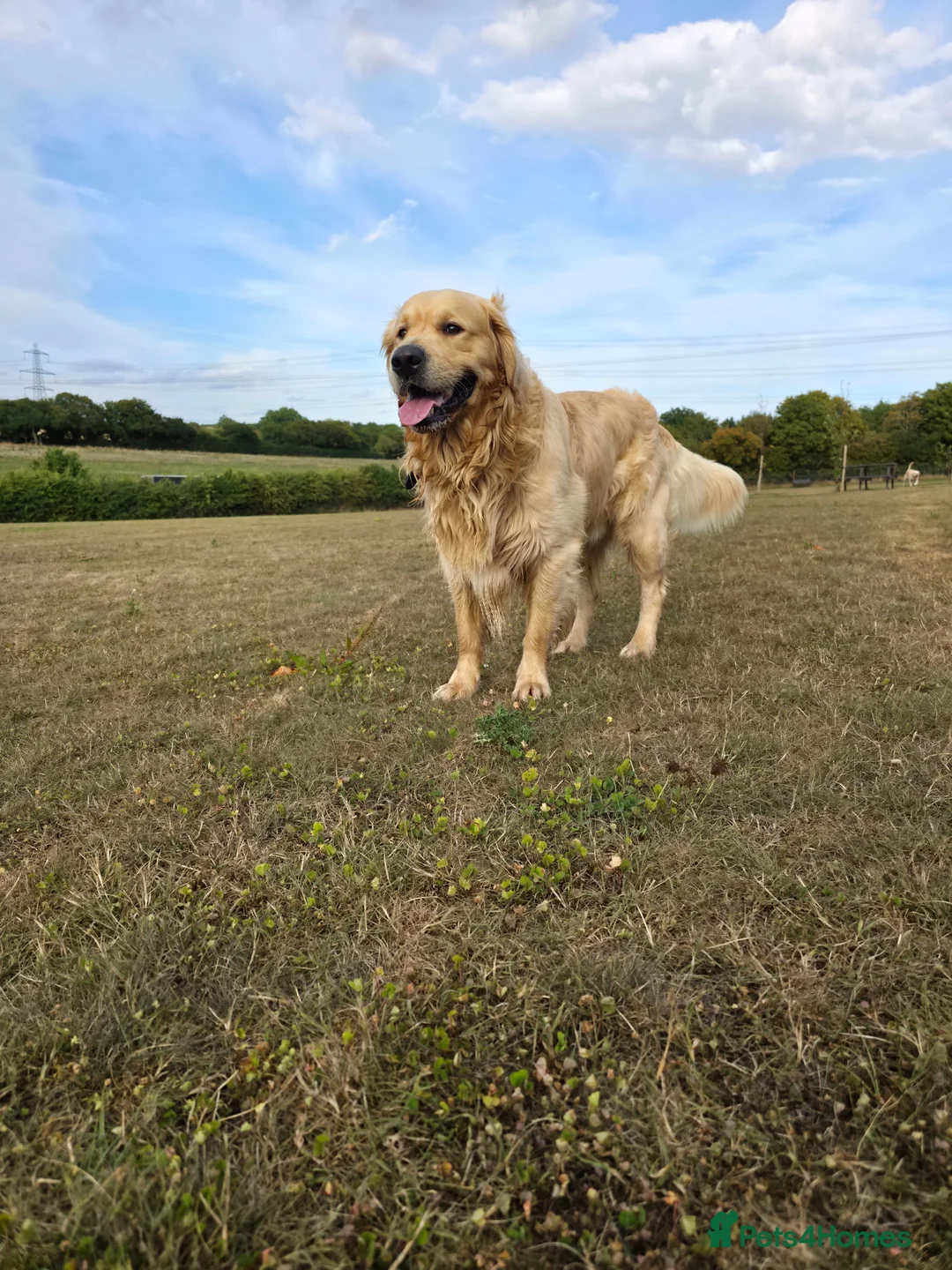 Golden Retriever dogs for sale: Golden Retriever Puppies For Sale - Advert 5
