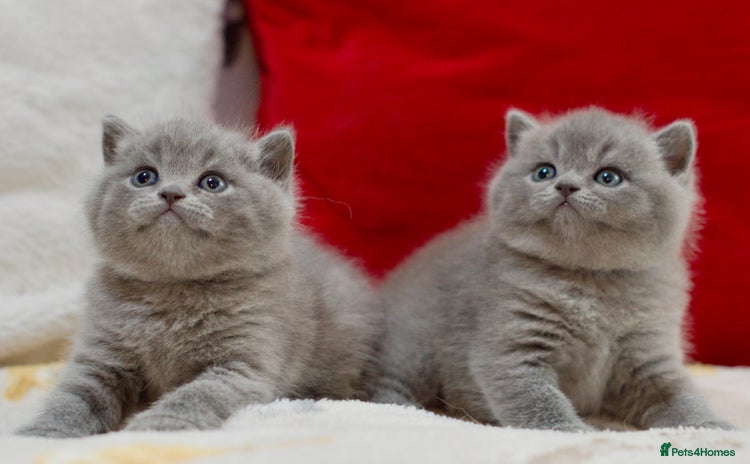 British Shorthair cats - Advert 13
