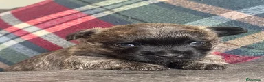 Cairn Terrier 1