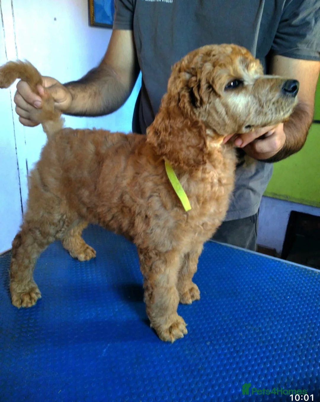 Standard Poodle dogs for stud: STANDARD POODLE STUD  in Falmouth - Advert 9