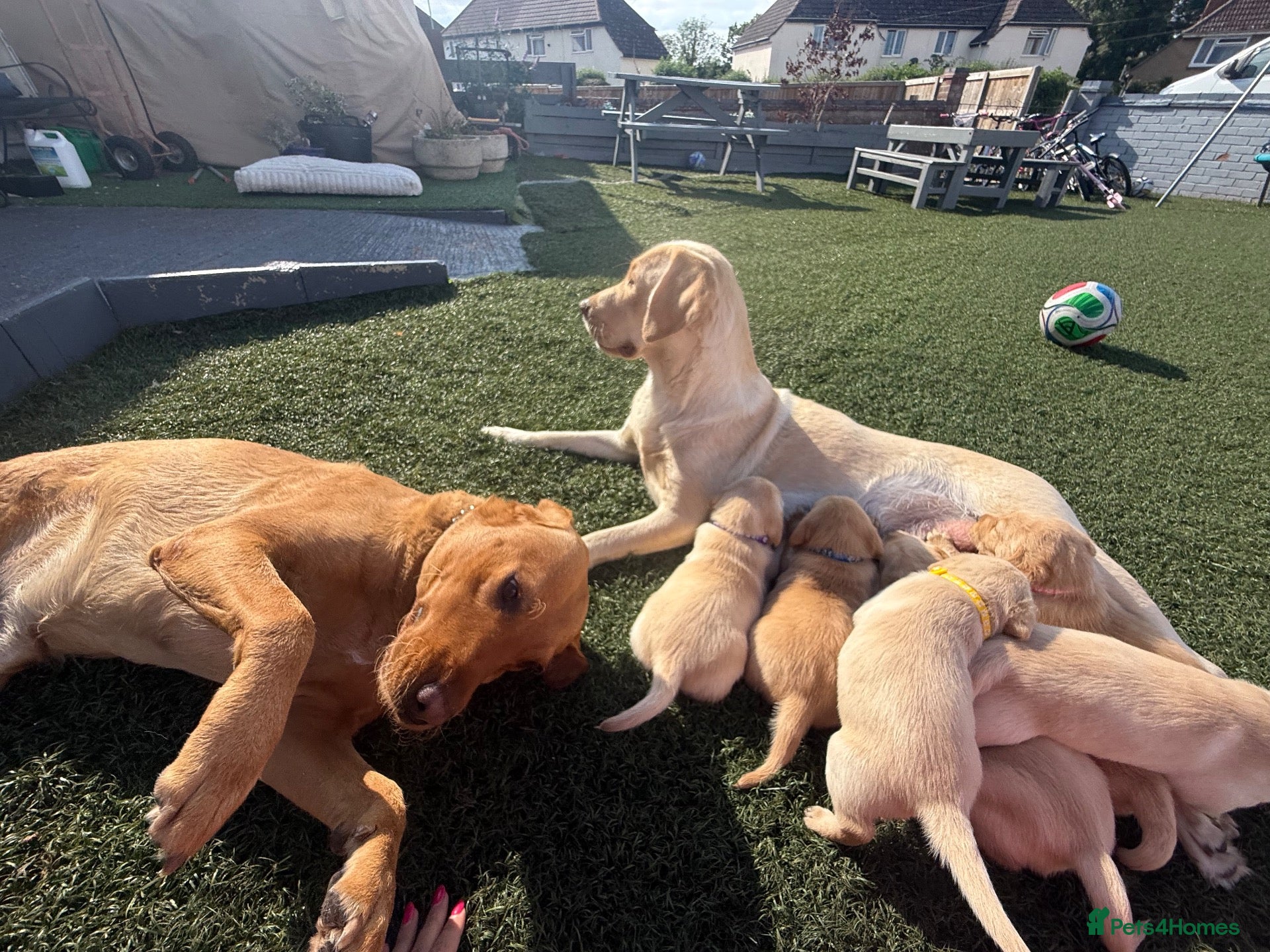 Labrador Retriever dogs Labrador puppies for sale 3 females left  - Advert 1