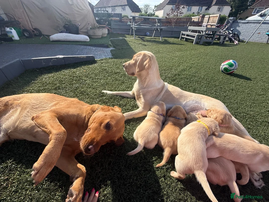Labrador Retriever dogs for sale: Labrador puppies for sale 3 females left  - Advert 1