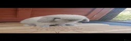 Mini Lop rabbits for sale: Stunning purebred mini lop babies - Advert 10