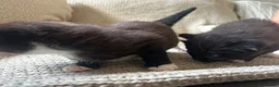 Mixed Breed cats for sale: 2 beautiful kittens  - Advert 10