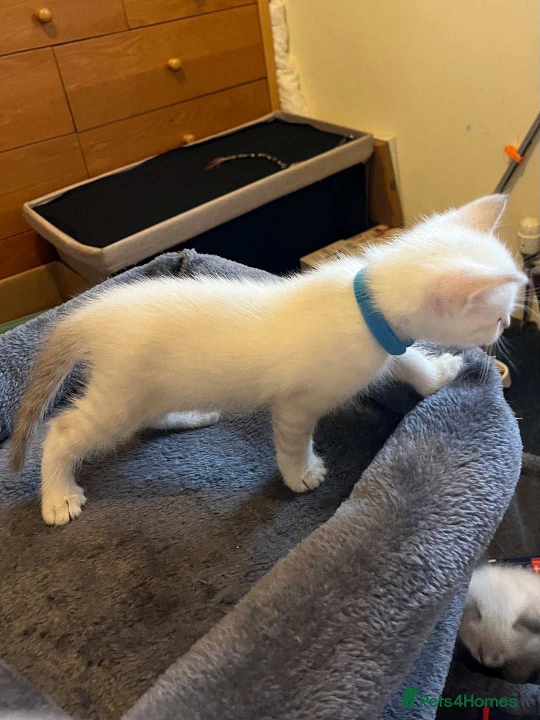 Mixed Breed cats for sale: Kittens for sale!  - Image 4