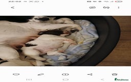 English Springer Spaniel dogs for sale: 2 beautiful English springer spaniel puppies  - Image 2
