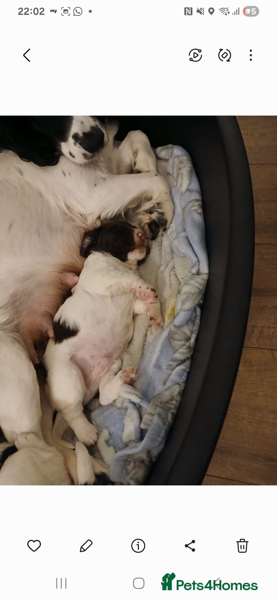 English Springer Spaniel dogs for sale: 2 beautiful English springer spaniel puppies  - Image 2