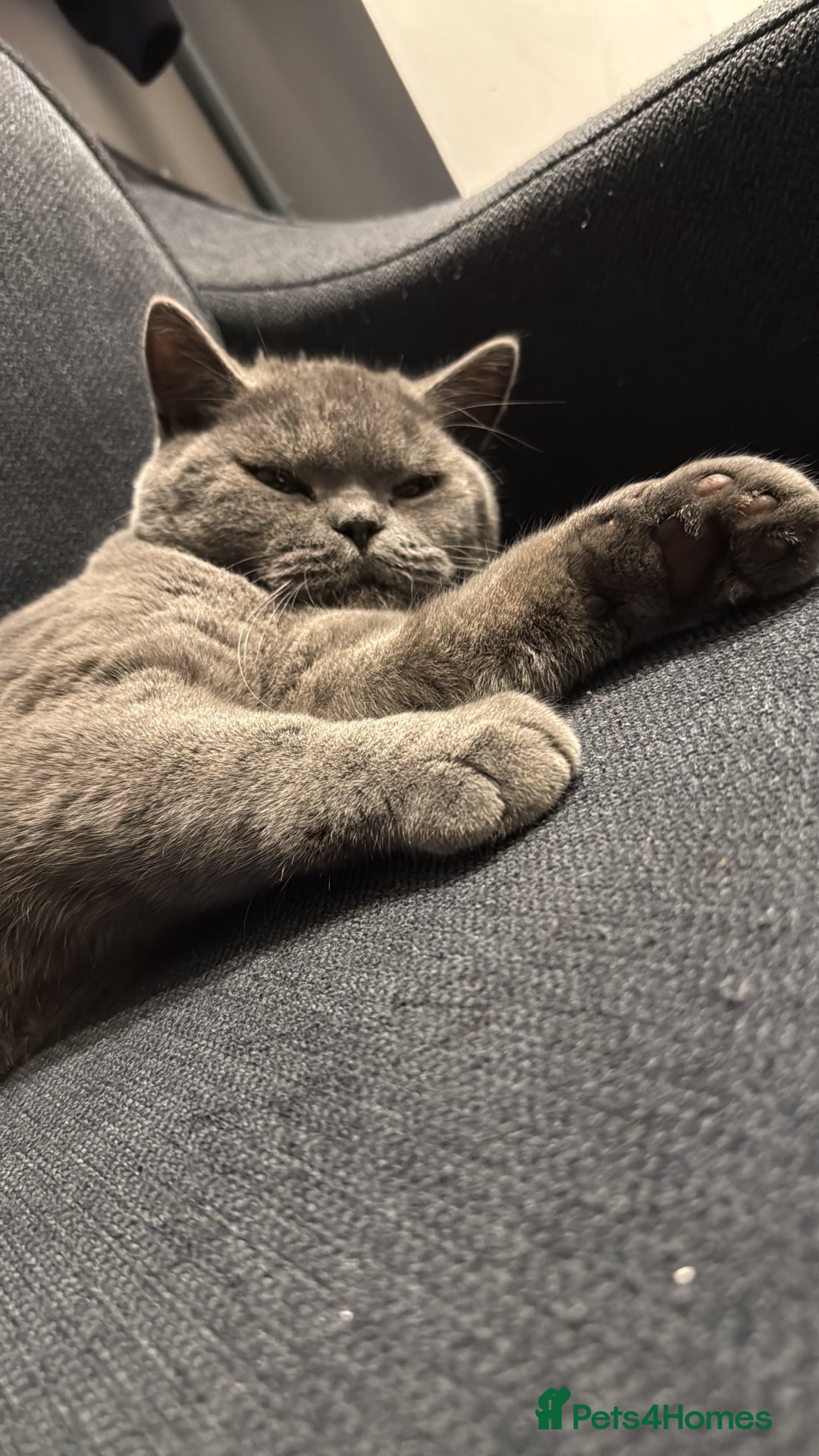 British Shorthair cats for sale: Bruce  - Advert 3