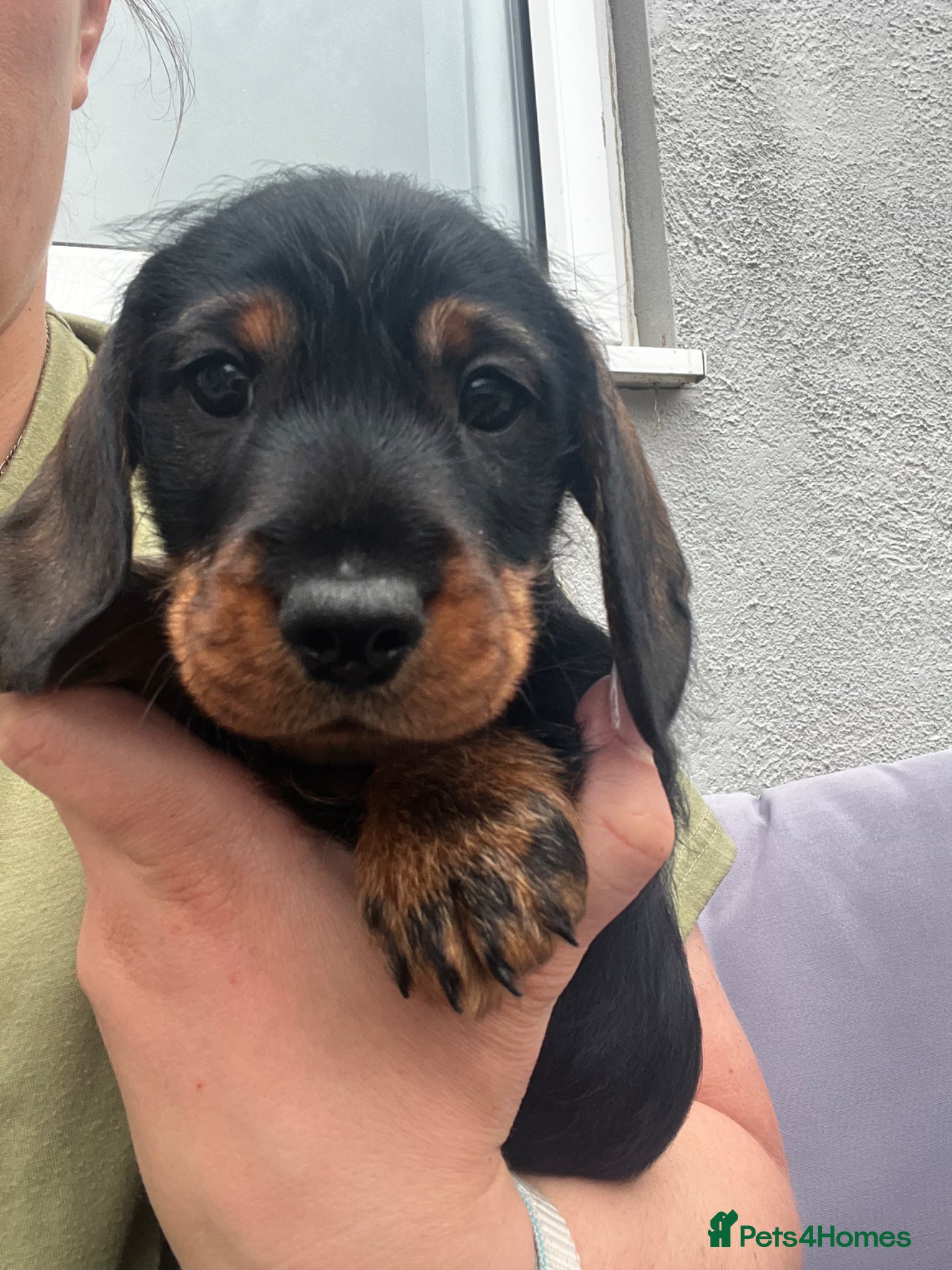 Miniature Dachshund dogs teckel x mini dachshund - Advert 17