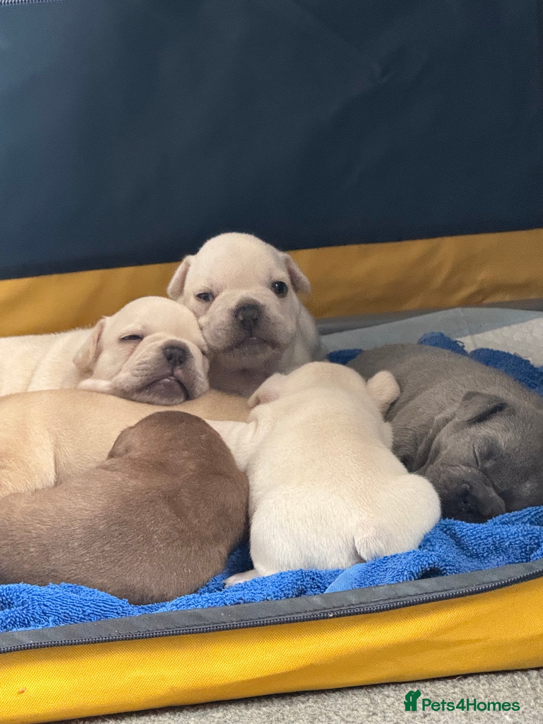 French Bulldog dogs for sale: French bulldog pups ❤️ - Image 3