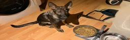 German Shepherd dogs for sale: Beautiful female German Shepherd 8 months old  - Advert 2