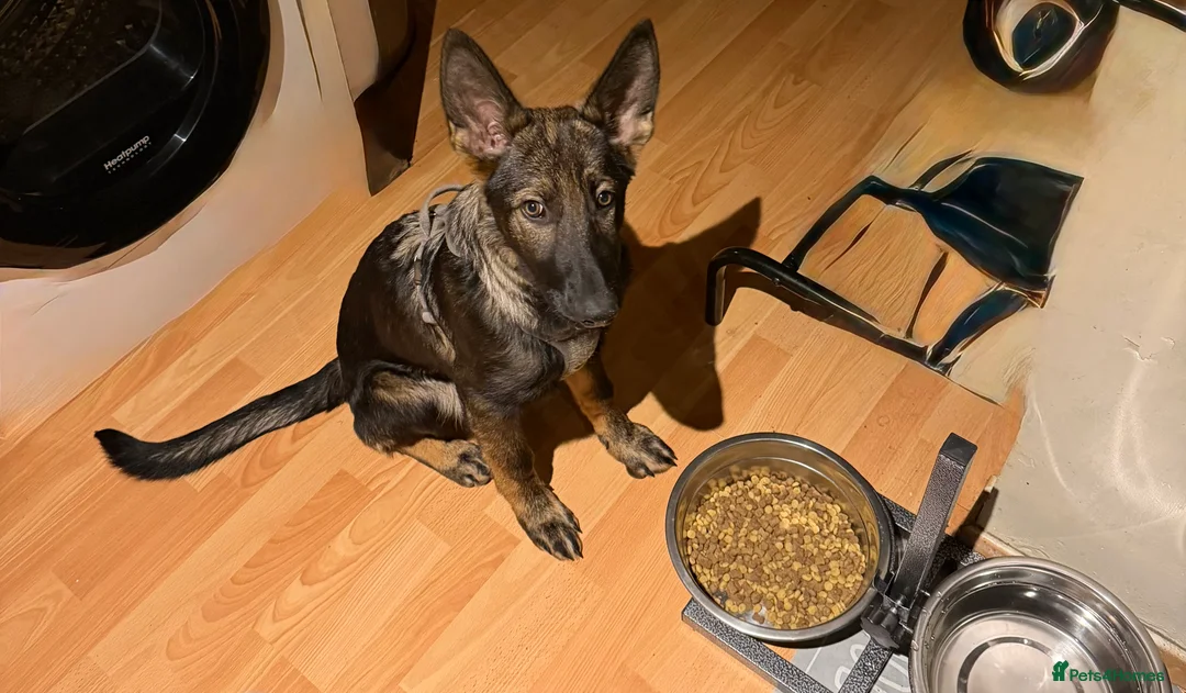 German Shepherd dogs for sale: Beautiful female German Shepherd 8 months old  - Advert 2