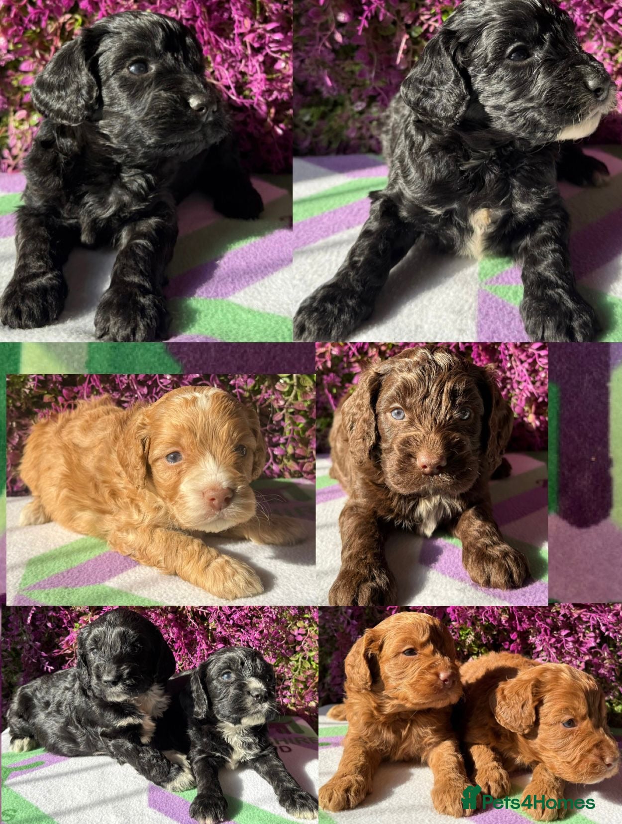 Cockapoo dogs F1 various mini cockapoos 30 dna health tested clr - Advert 2