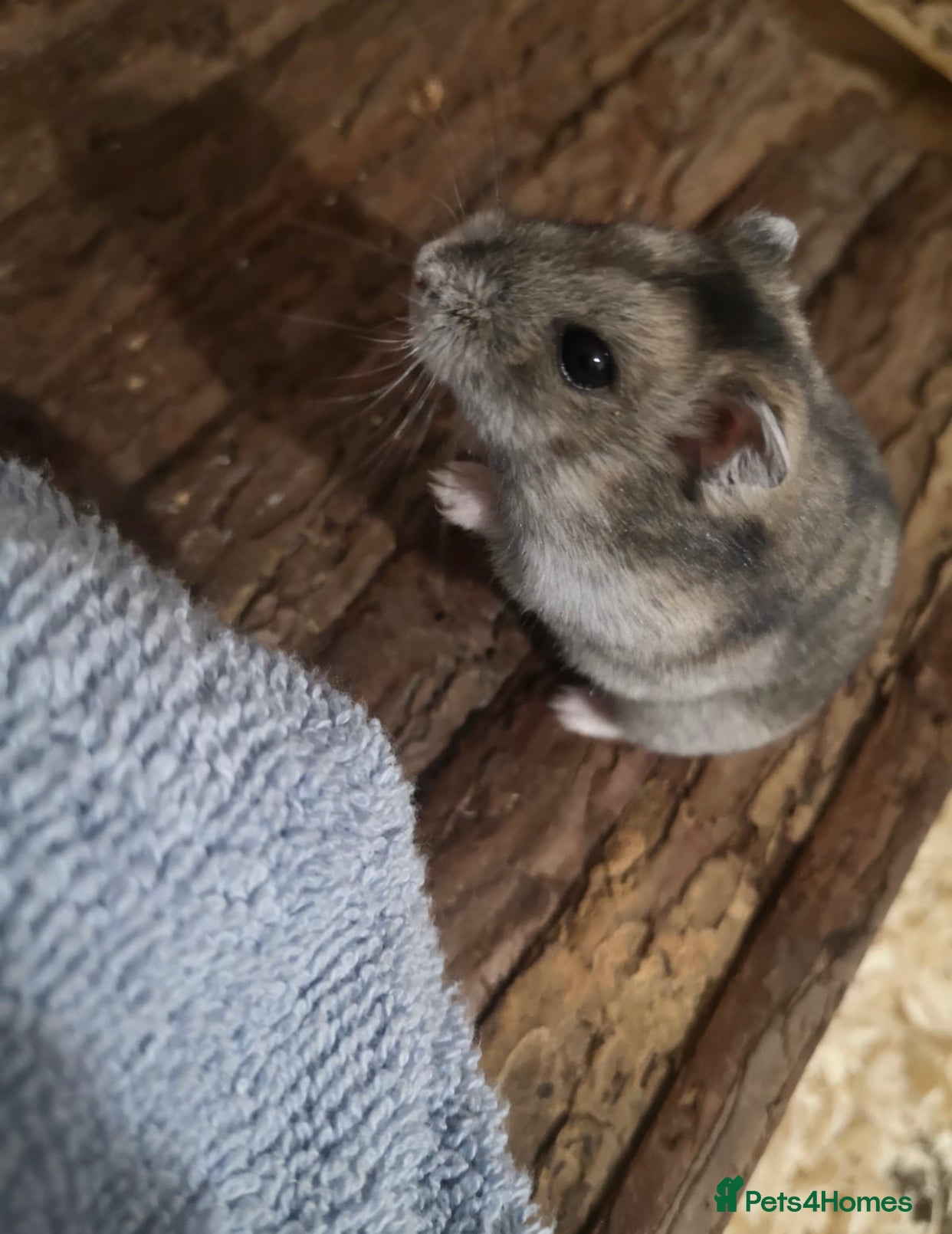 Hamster rodents Supertamed Russian white dwarf Baby Hamsters - Advert 22