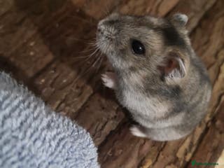 Hamster rodents Supertamed Russian white dwarf Baby Hamsters - Advert 21