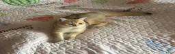 British Shorthair cats for sale: GCCF registered Golden boy - Advert 3