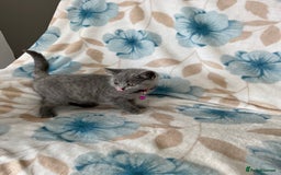 British Shorthair cats for sale: **REDUCED!!** PURE BREED BRITISH SHORTHAIR KITTENS - Image 7