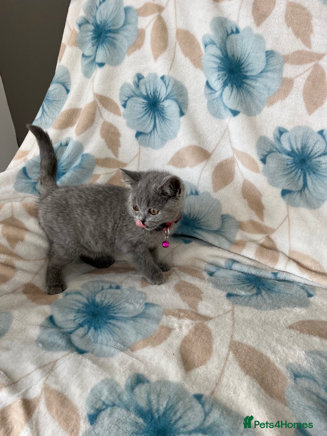British Shorthair cats for sale: **REDUCED!!** PURE BREED BRITISH SHORTHAIR KITTENS - Image 7