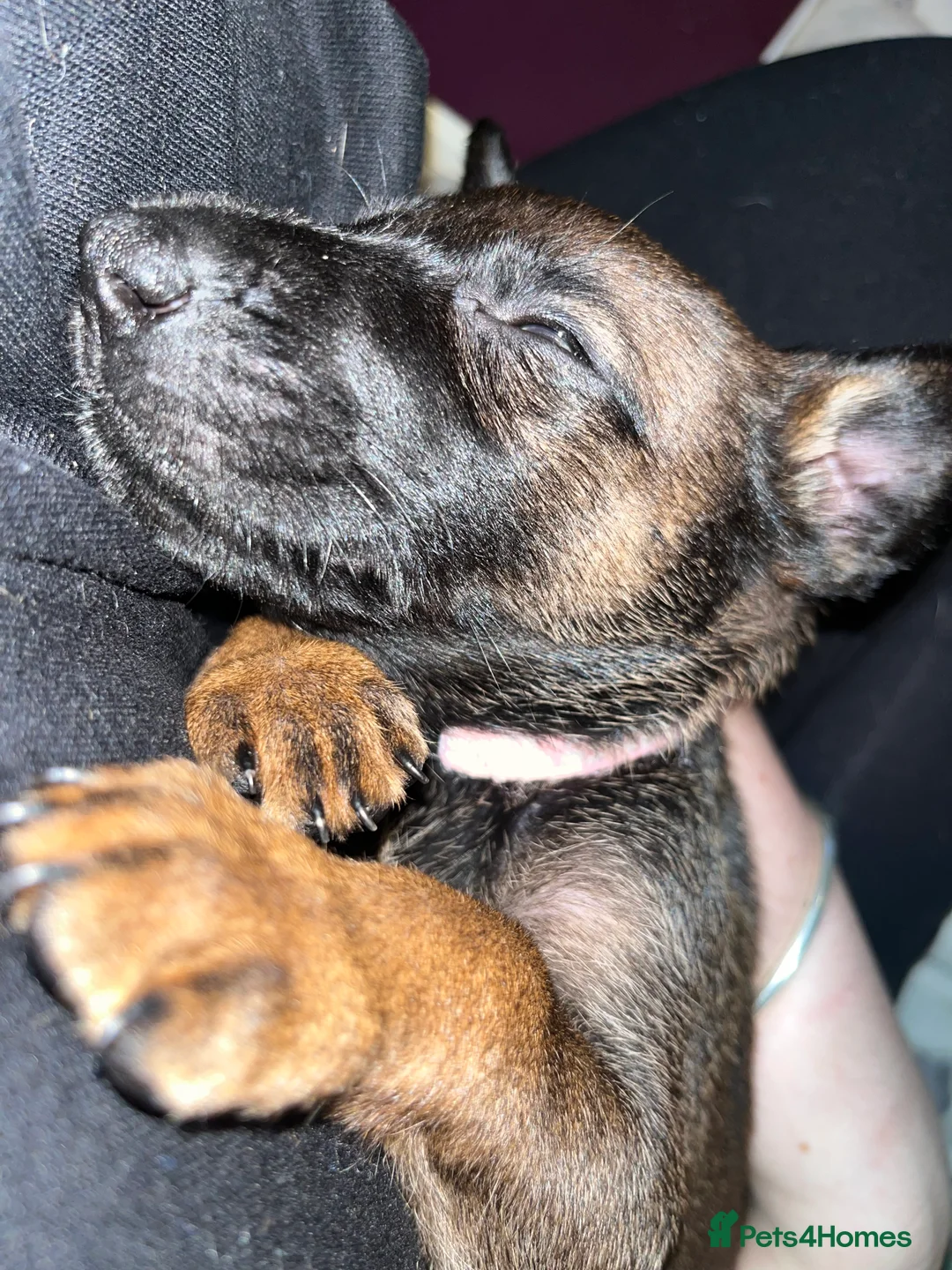 Mixed Breed dogs for sale: Doberman x Malinois x German Shepherd Puppies  - Advert 16