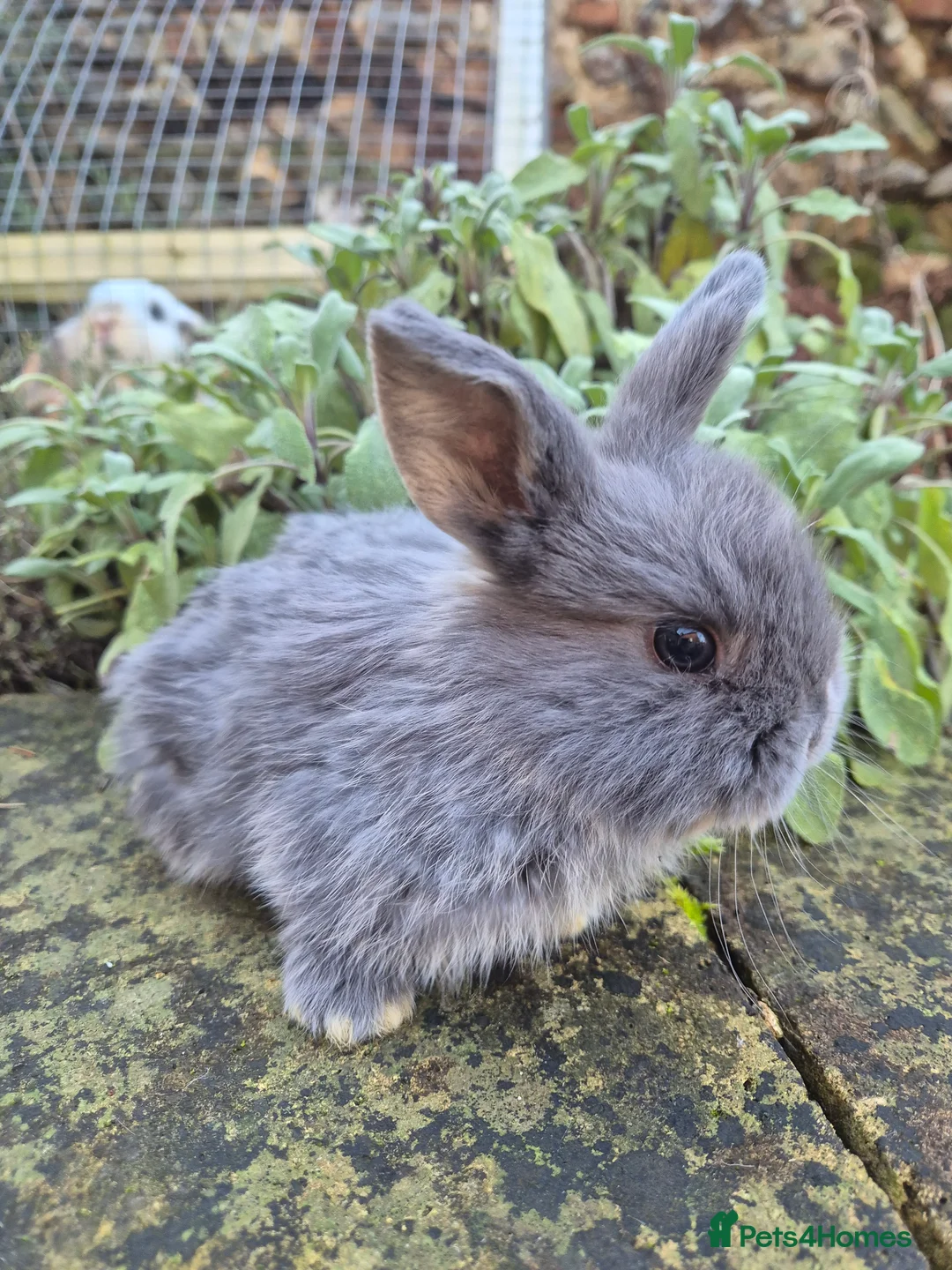 Mini Lop rabbits for sale: Mini Lops  - Advert 10