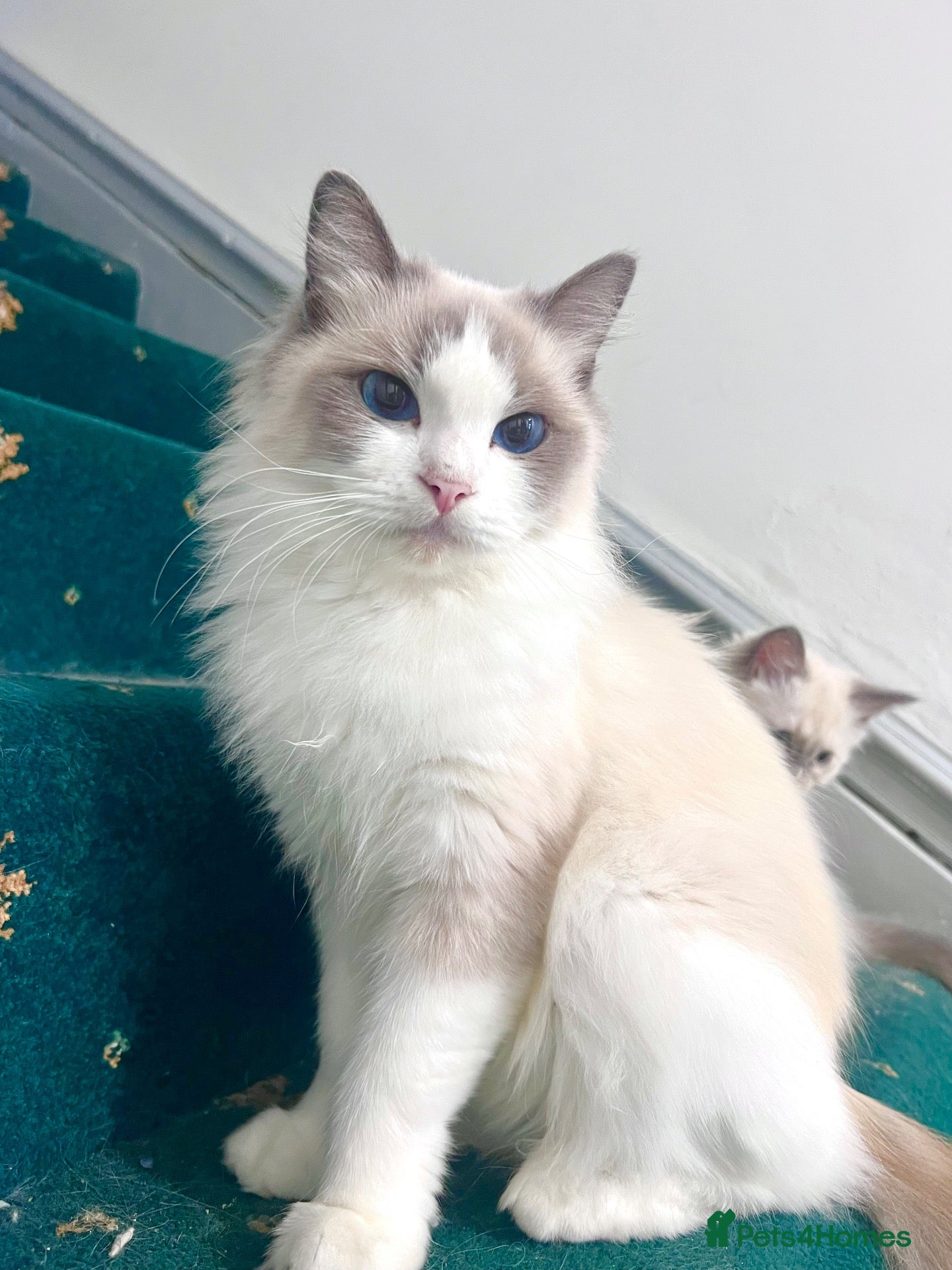 Ragdoll cats for sale: Bio ragdoll - Advert 2