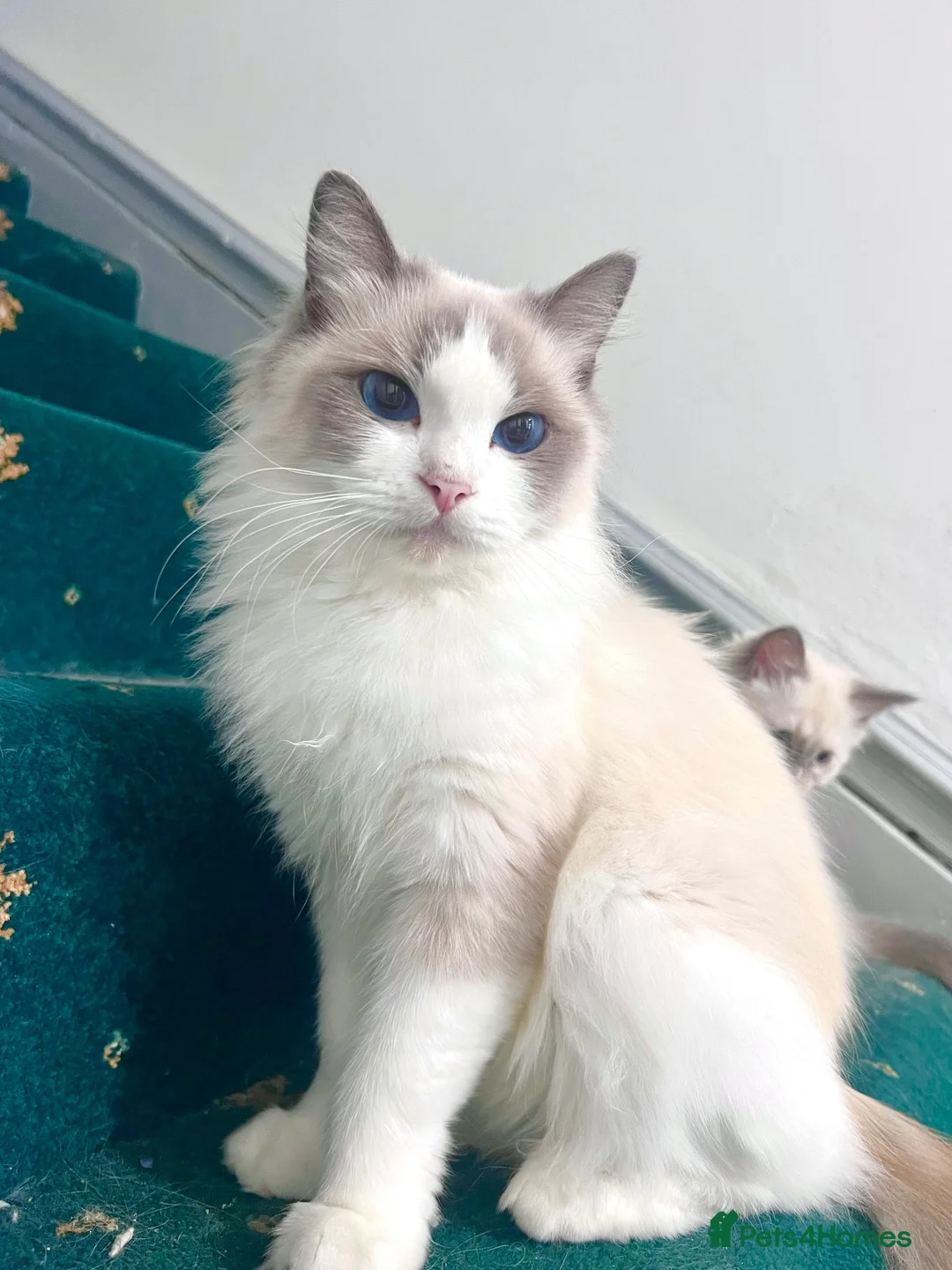 Ragdoll cats for sale: Bio ragdoll - Advert 1