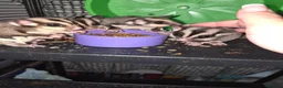 Sugar Glider rodents for sale: Sugar gliders  in Trowbridge - Advert 4
