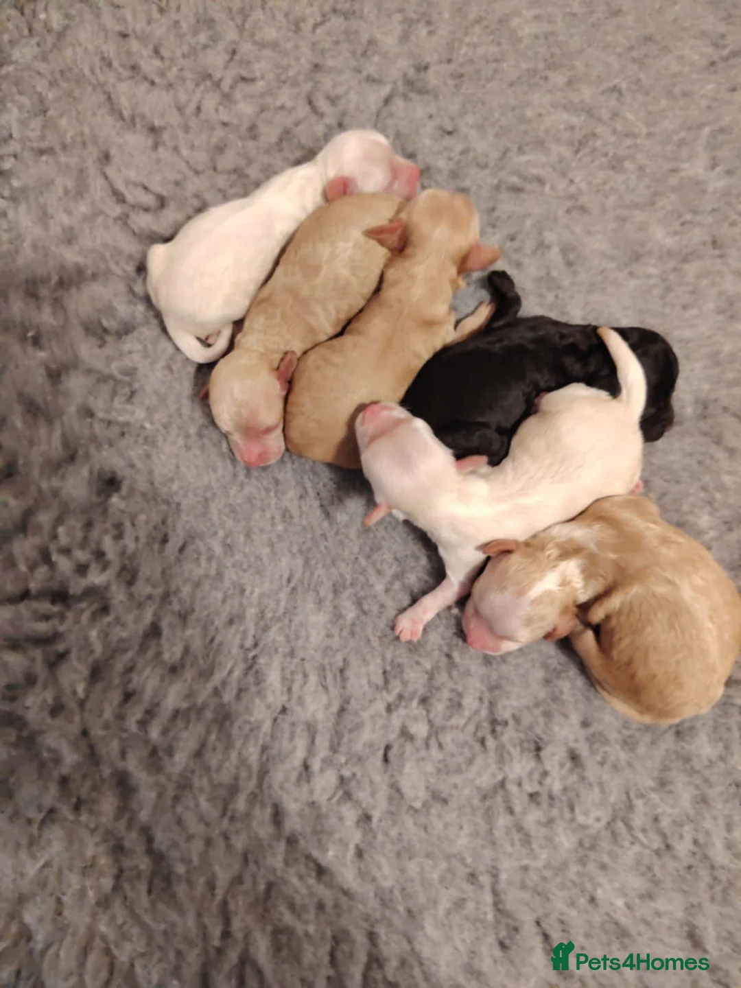 Cockapoo dogs for stud: Chester our F1 Proven cockapoo in Barnsley - Advert 10