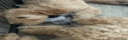Goldendoodle dogs for sale: * Family raised confident Goldendoodle puppies - Advert 4