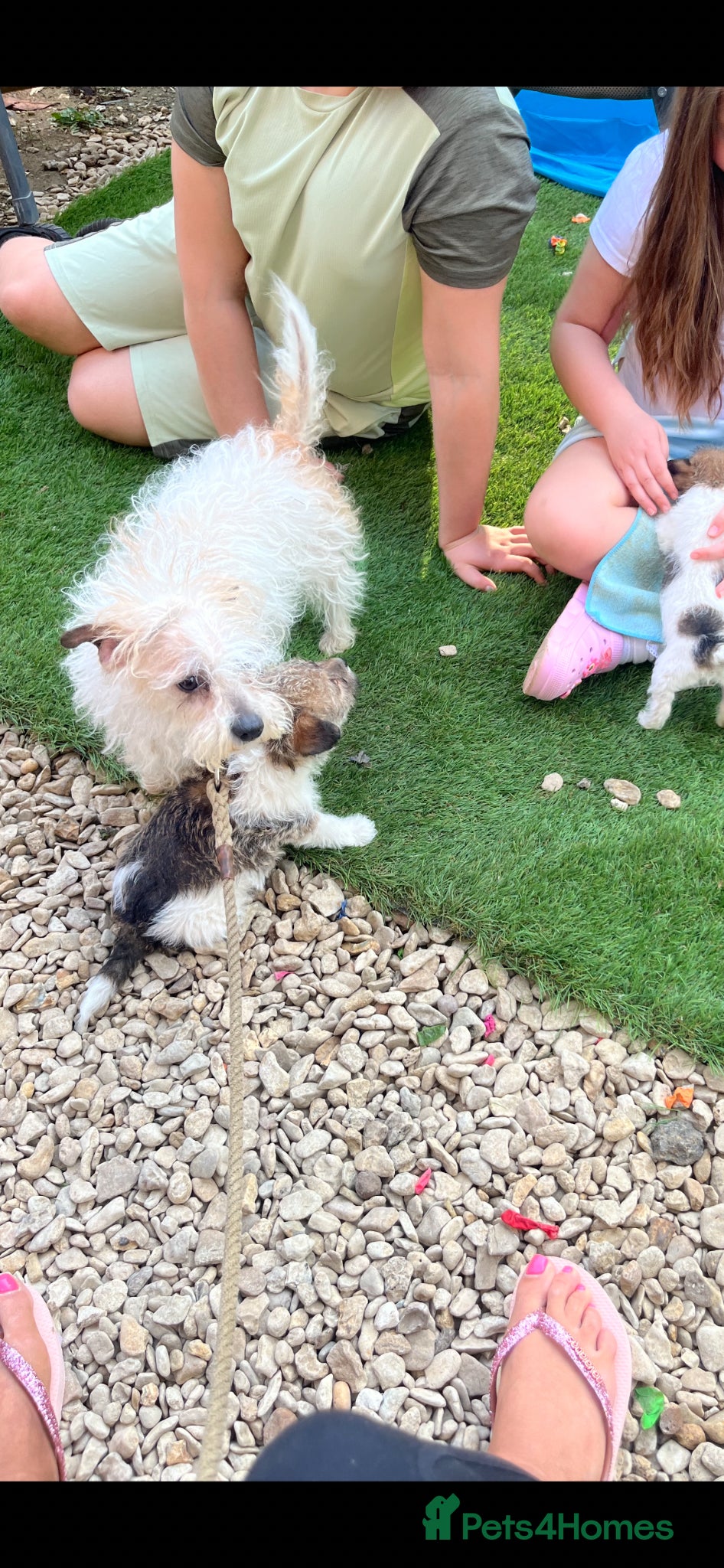 Jack Russell dogs for sale: Gorgeous tiny Jack Russell‘s in High Wycombe - Advert 7