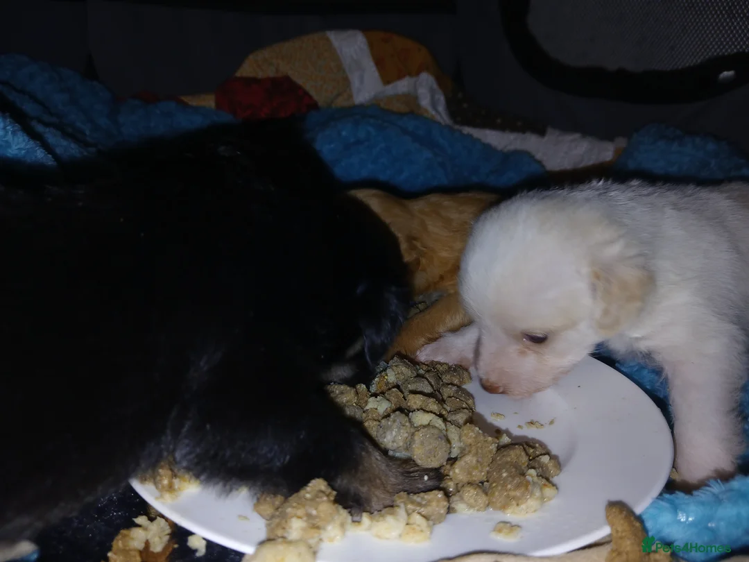 Jackapoo dogs for sale: 🌈 Gorgeous Rainbow Jackapoo Puppies in Newcastle upon Tyne - Advert 4