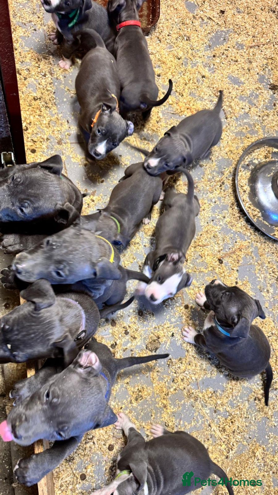 Staffordshire Bull Terrier dogs for sale: 🐶🐾Staffordshire puppies ❤️🐶 - Image 28