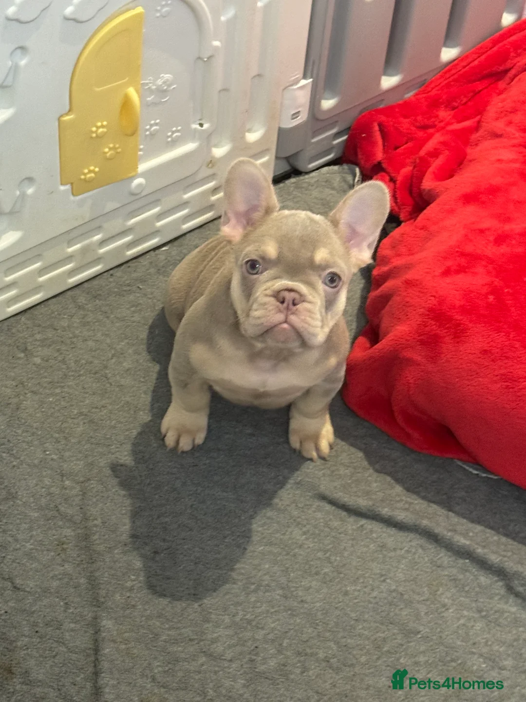 French Bulldog dogs for sale: Outstanding Frenchie pups KC registered  - Advert 7