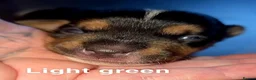 Jack Russell dogs for sale: Female miniature jack russell  - Advert 10