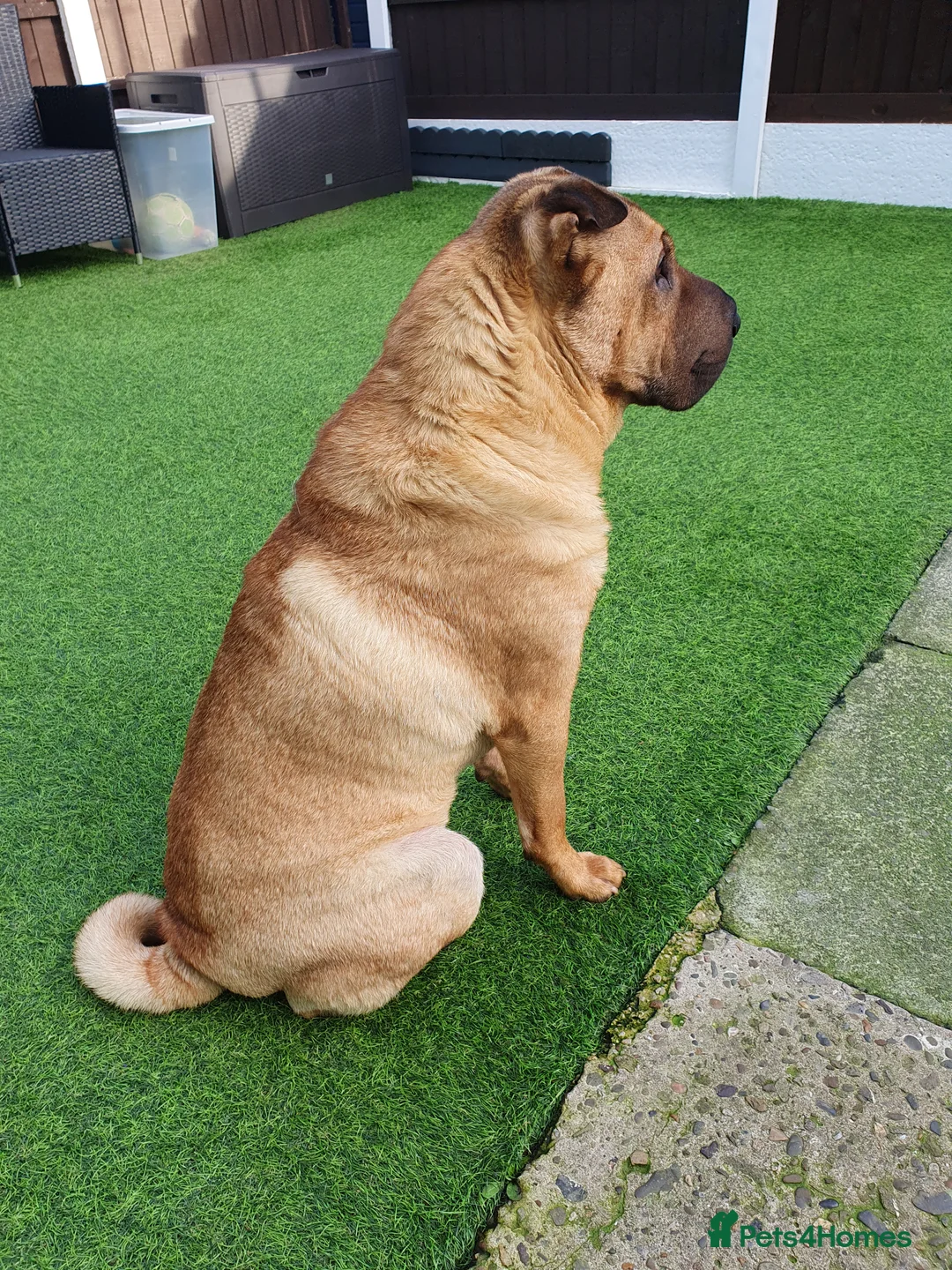 Shar Pei dogs for sale: Stunning KC Registered Shar Pei puppies - Advert 27