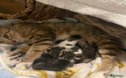 Mixed Breed cats for sale: 3 male 1 female ready now  - Image 6